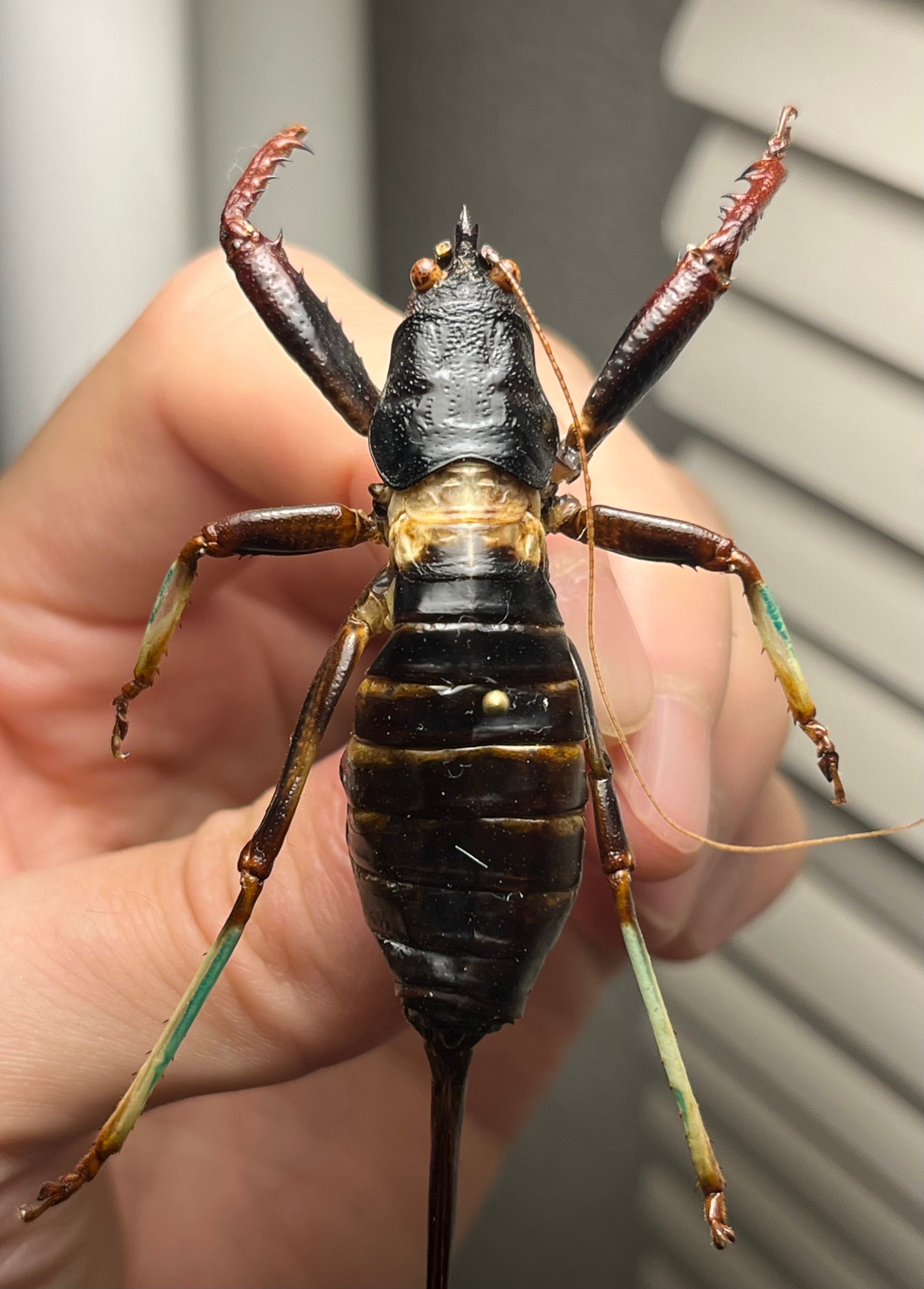 未展足】アーマードクリケット 武装コオロギ ドラゴンヘッドコオロギ