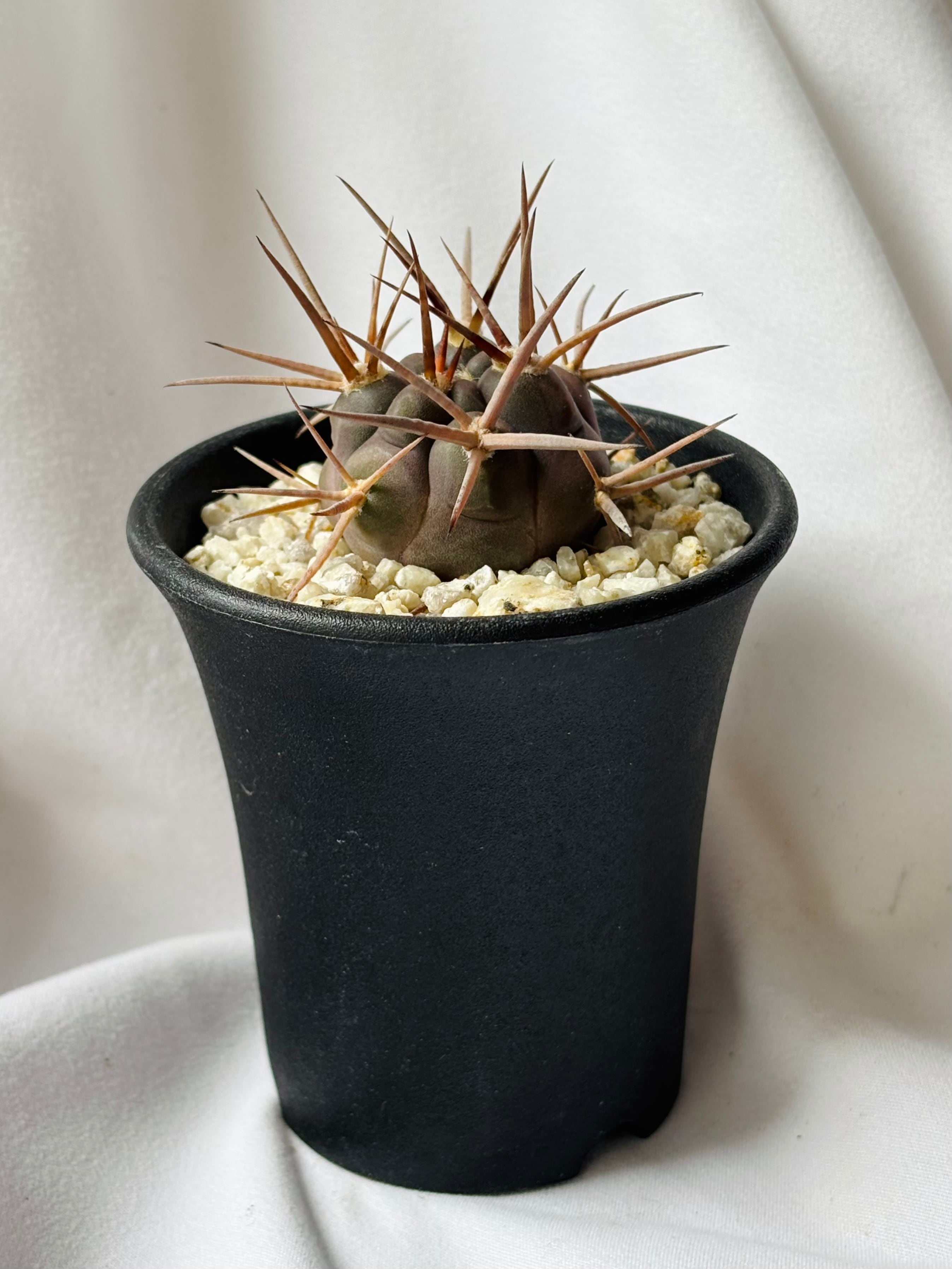 Gymnocalycium mazanense ギムノカリキウム 守金魔天竜 サボテン
