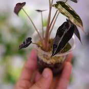 アロカシア バンビーノ ピンク/ Alocasia bambino Pink⑰│観葉植物
