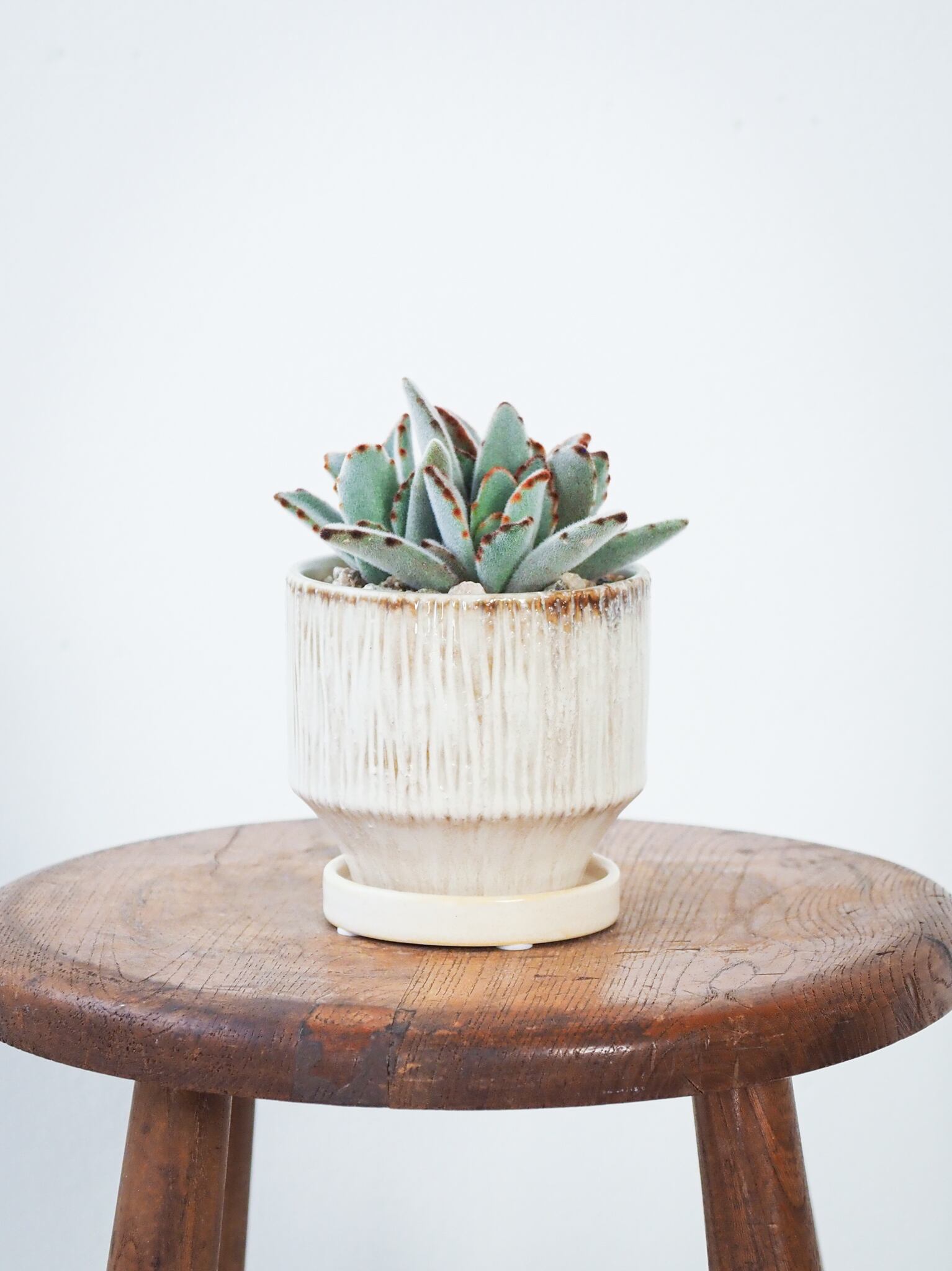 小鉢 | ロクイチ植物店 小鉢 | ロクイチ植物店