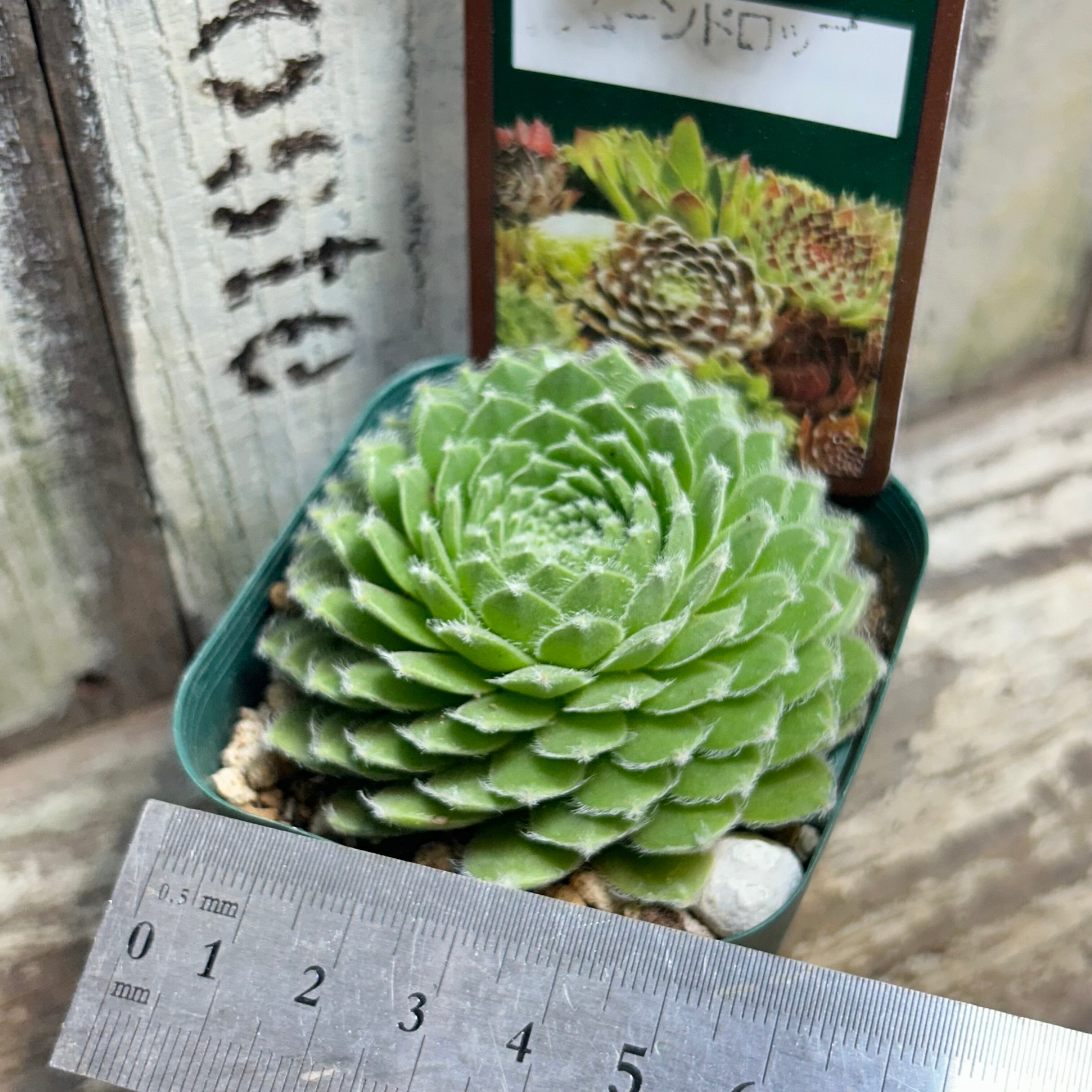 ムーンドロップ センペル | RuPo 多肉植物専門店