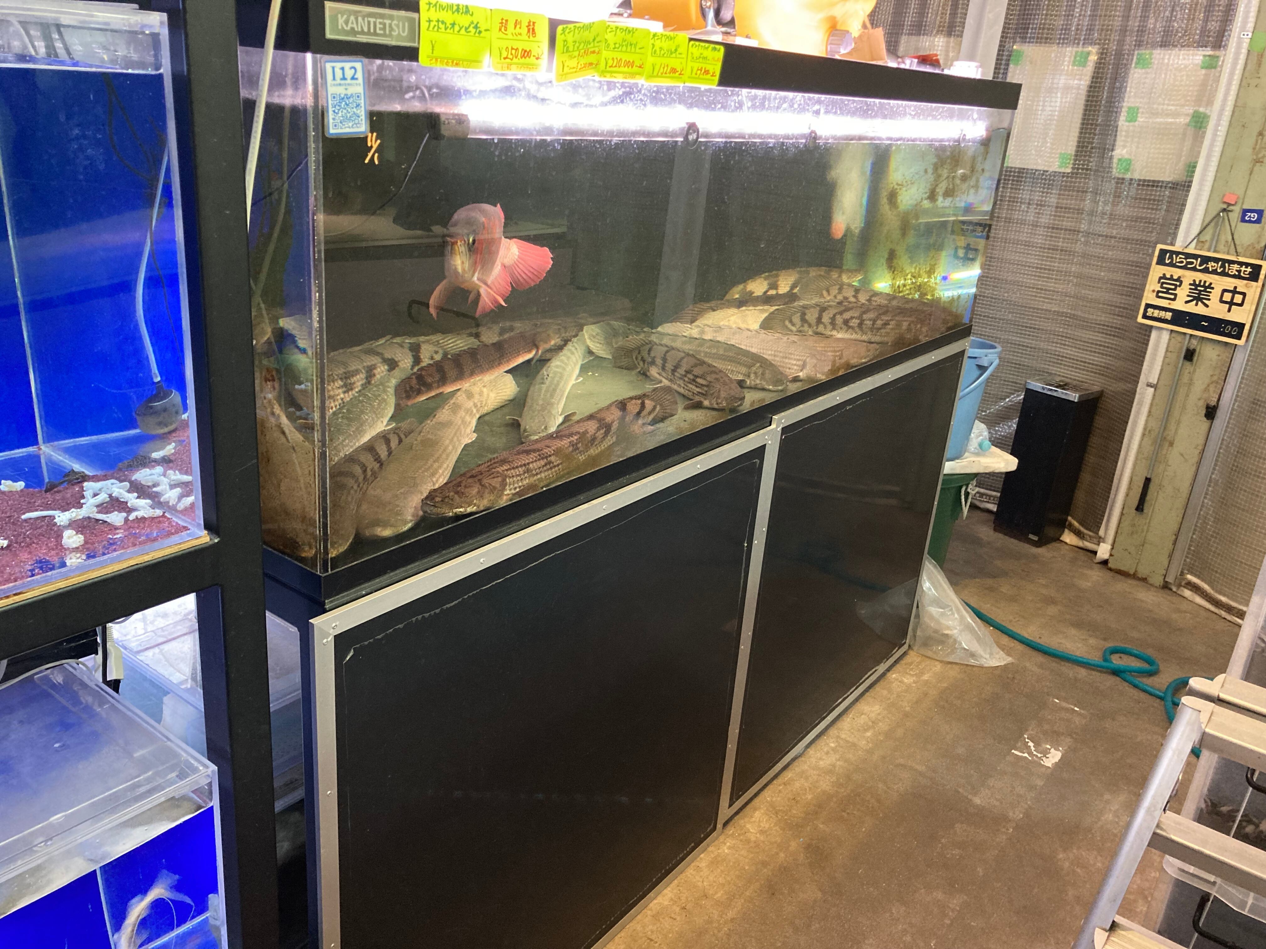 中古水槽 2000✖️900✖️600 カンテツ水槽セット | アクアショップ