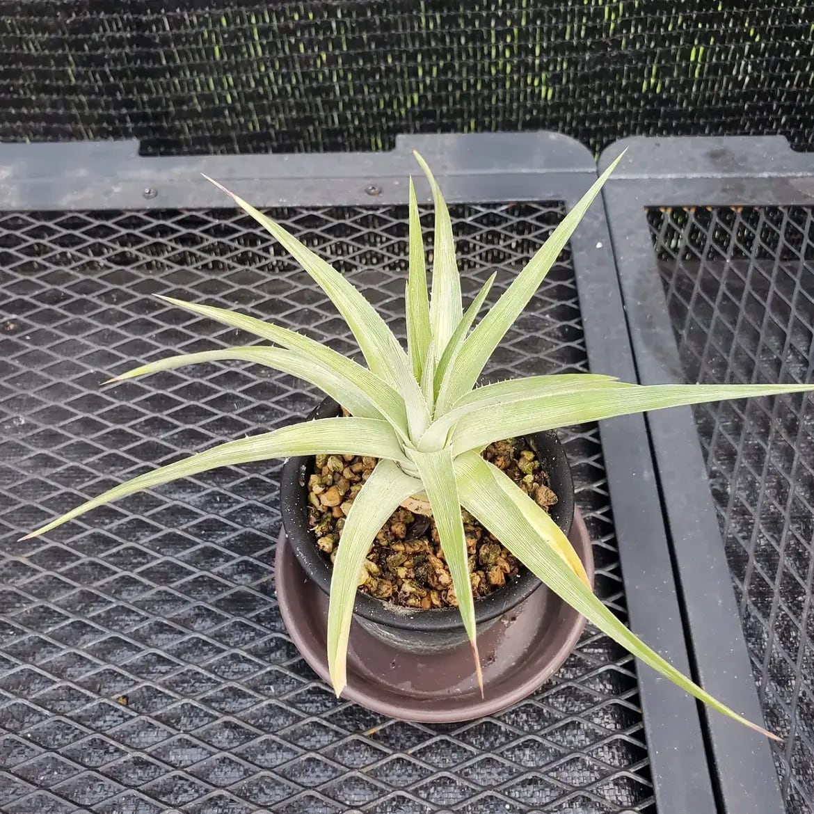 Dyckia（ディッキア） | レアプランツ通販サイトPlants Maniax
