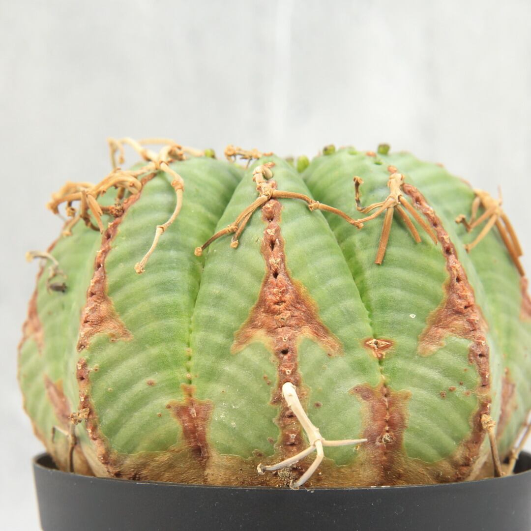 4株限定 超大株 9 5cm ユーフォルビア オベサ バリダ ハイブリッド アロータイプ Lighthouse Plants 海外実生株の オベサを中心に 輸入植物を扱うプランツショップ