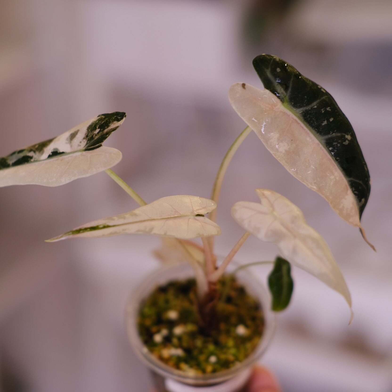 アロカシア バンビーノ ピンク/ Alocasia bambino Pink⑭│観葉植物