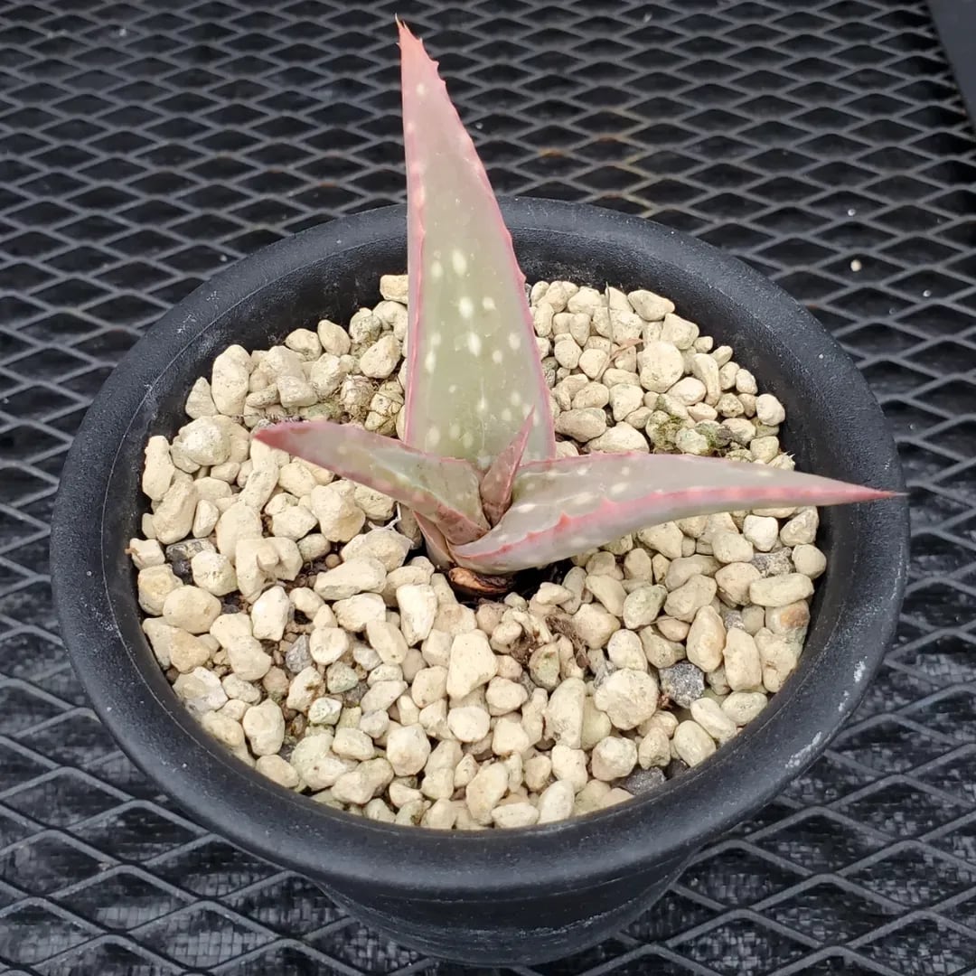 F00485_Dyckia goehringii (Original Clone)分頭株：ディッキア
