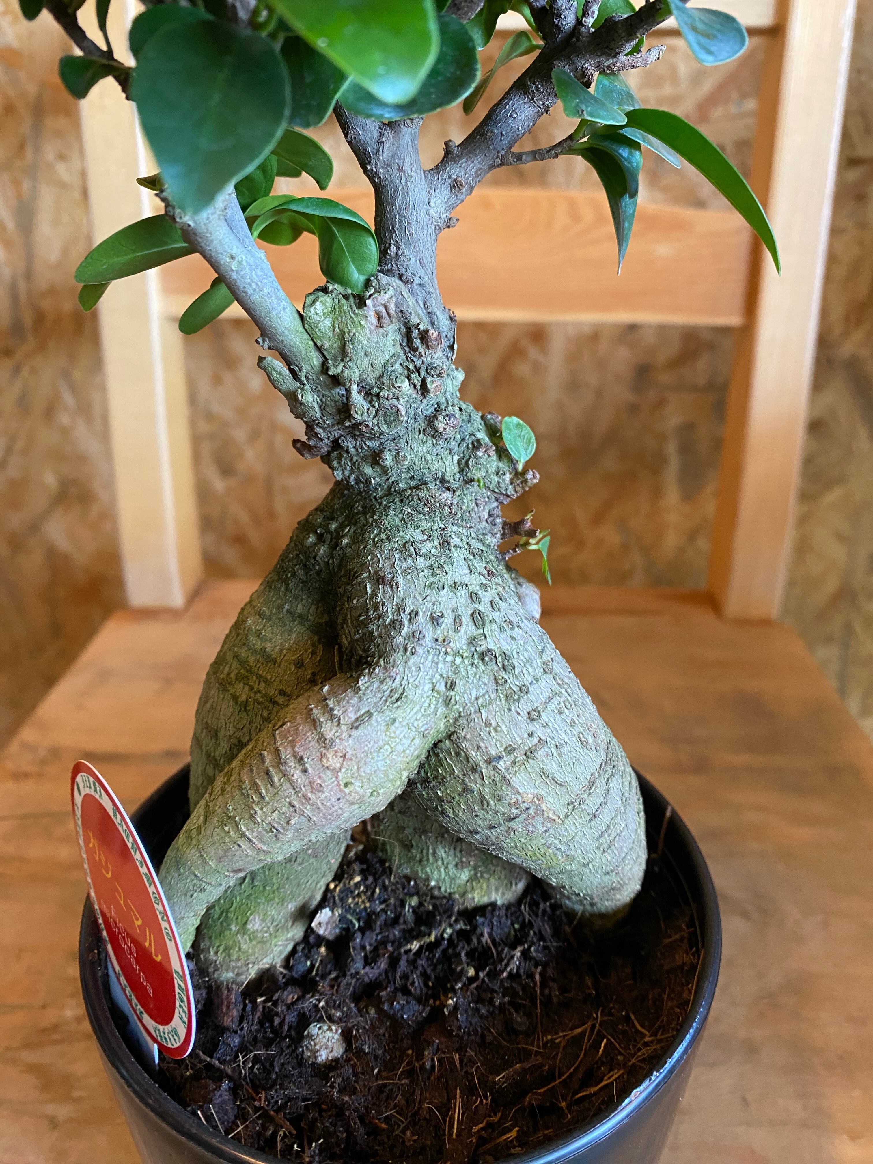 ガジュマル H38cm W18cm 口径12cm | Garden Varejo