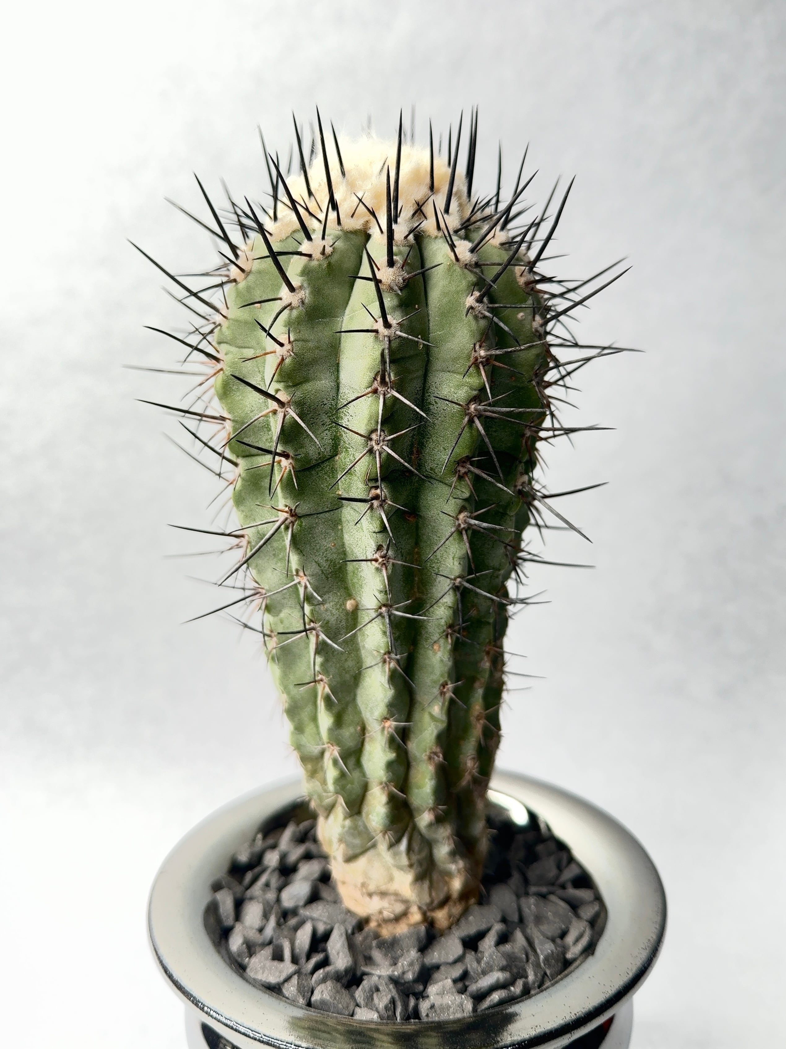 コピアポア・黒士冠 | trigger