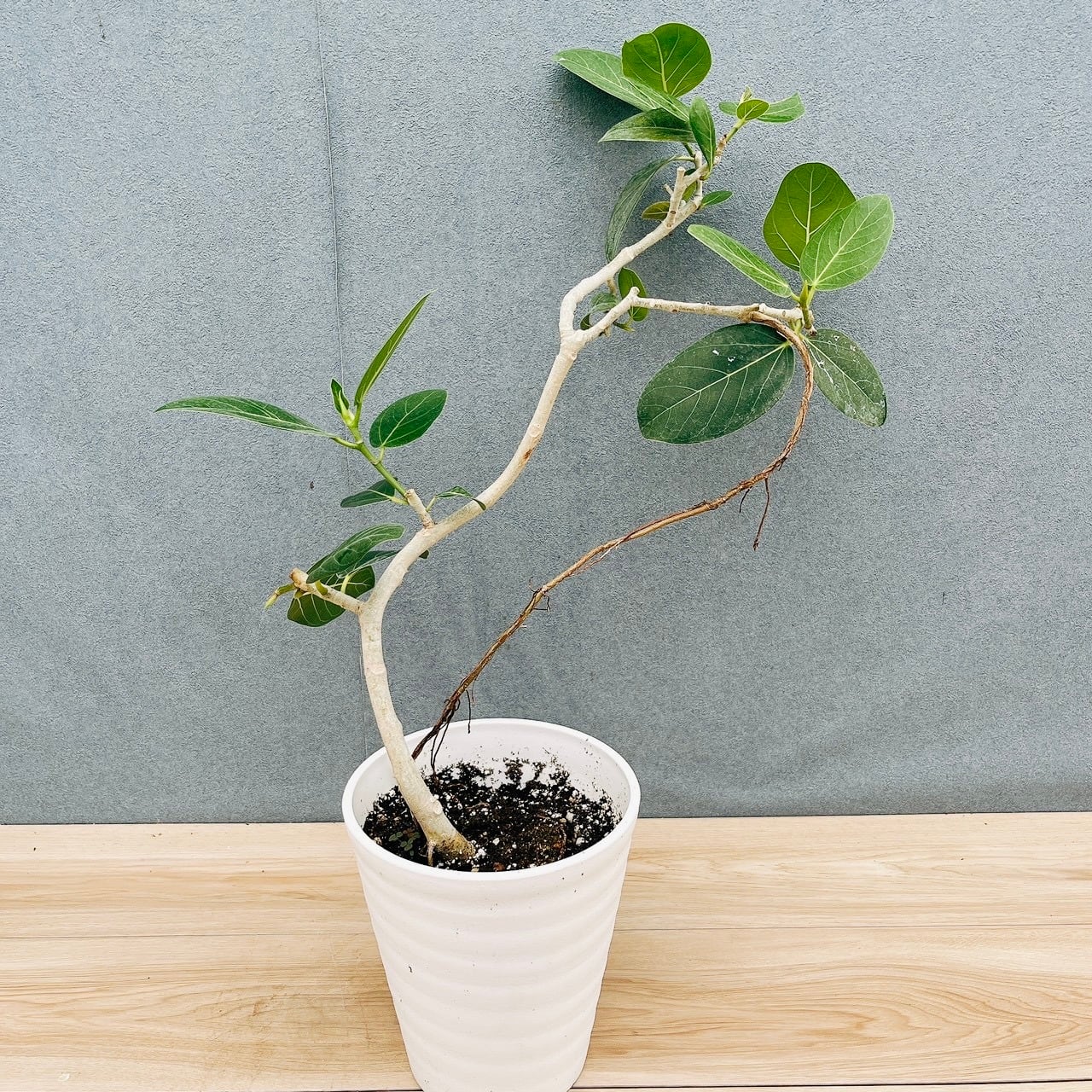 観葉植物 ［現品］【希少】2番 アガベ クイック シルバー 8号 観葉植物