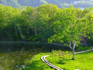 新緑の蓮池