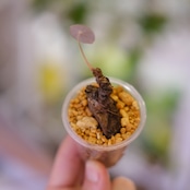 Stephania kaweesakii / ステファニア カウィーサキー㉝/ 観葉植物