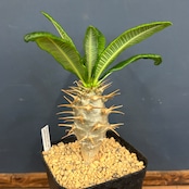 パキポディウム アンボンゲンセ【304】