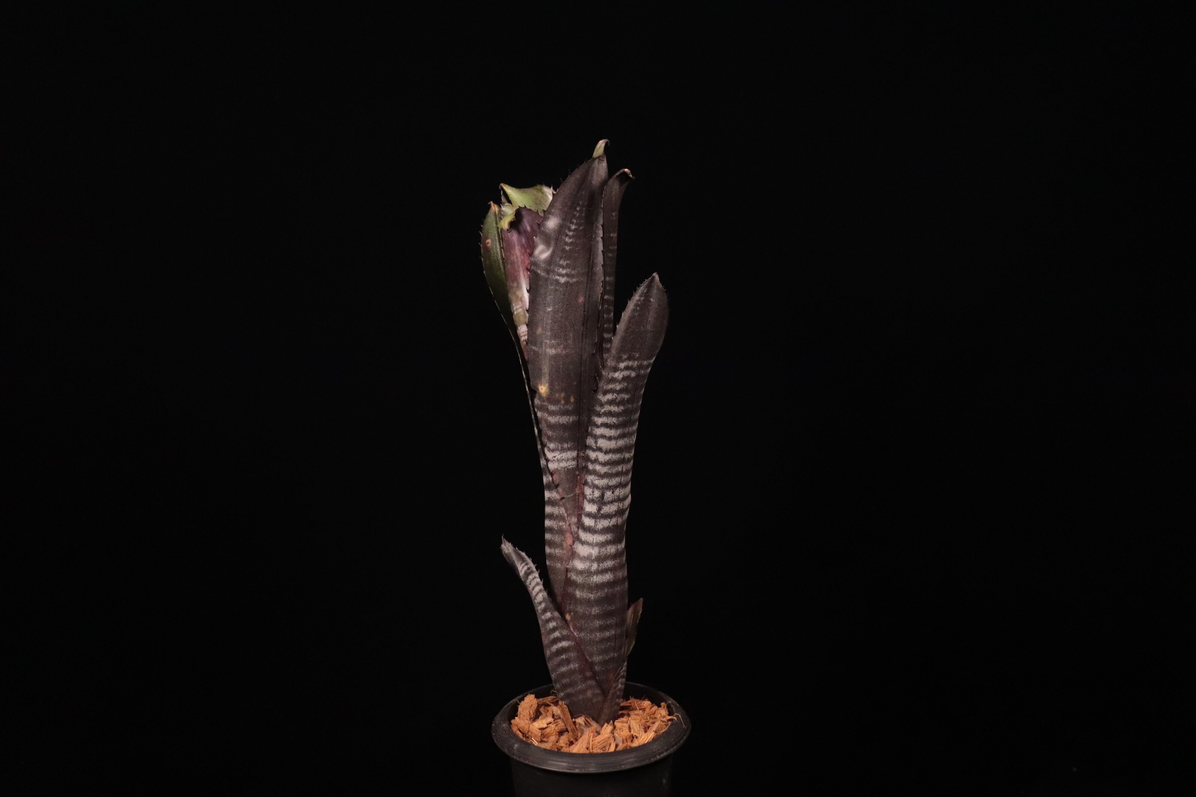 Billbergia 'Darth Vader'〔ビルベルギア〕B344 | plane plants