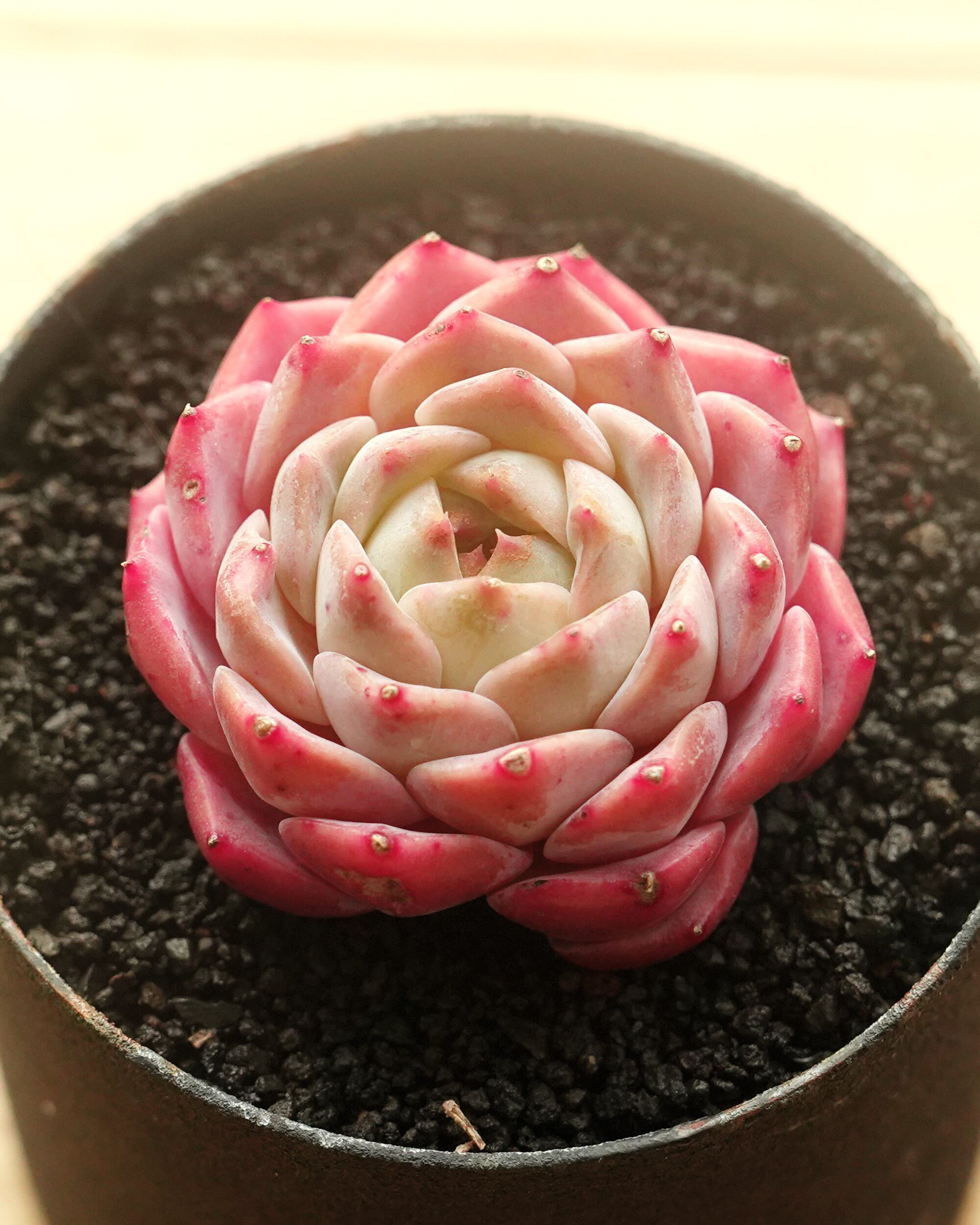 カット苗 グレイスサプライズ Echeveria 'Grace Surprise' | PUKUBOOK
