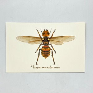 【みなみあすか】虫の翅立体カード　オオスズメバチ