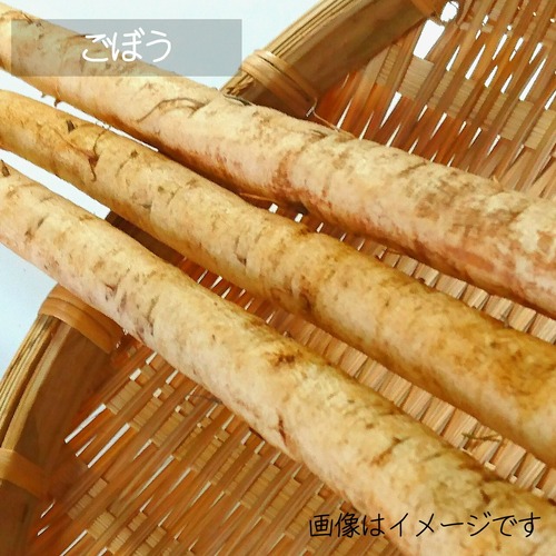 新鮮な秋野菜 ： ゴボウ　1～3本　9月の朝採り直売野菜　9月5日発送予定
