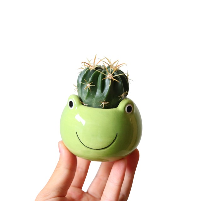 フェロカクタス