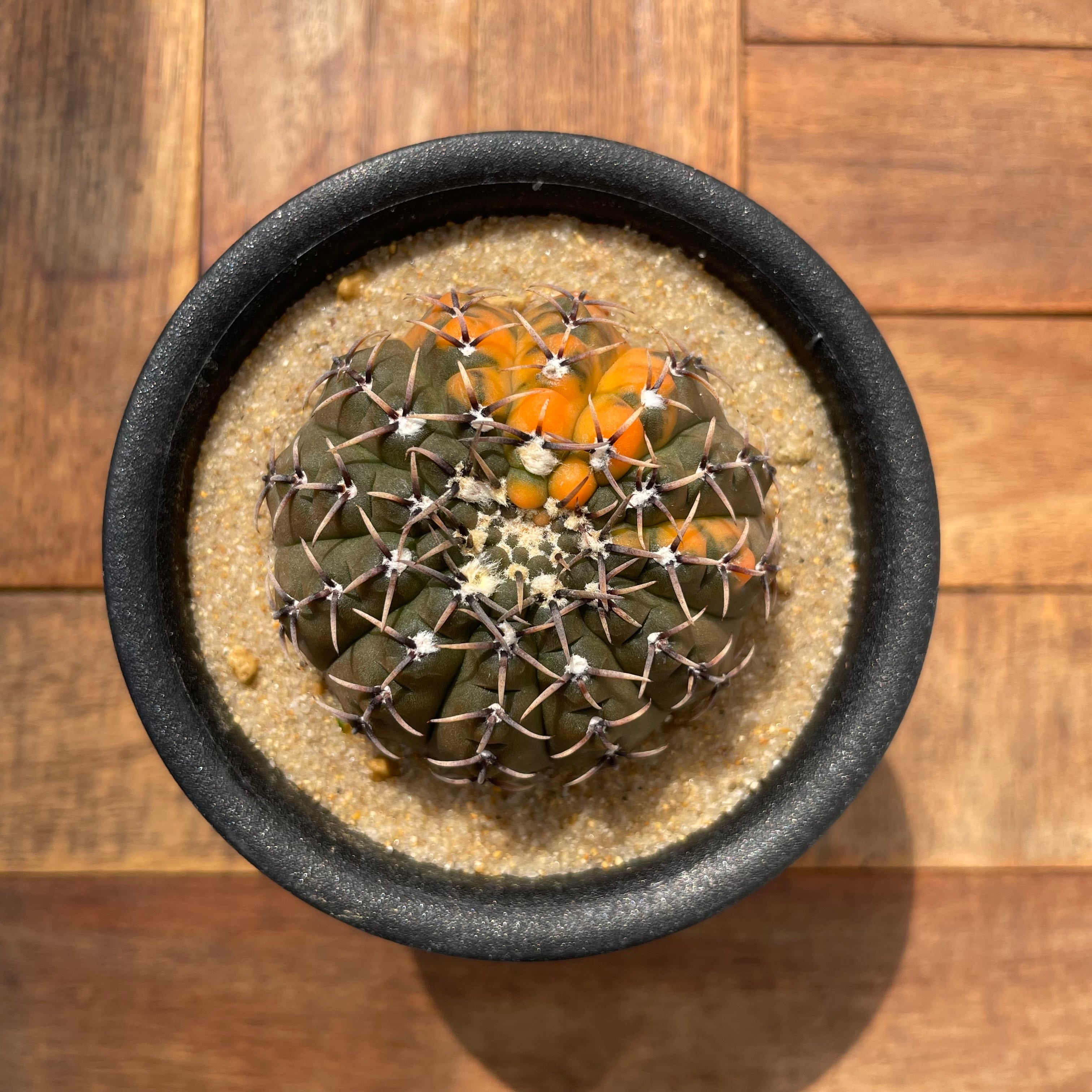 Gymnocalycium asterium【ギムノカリキウム・黒棘鳳頭錦