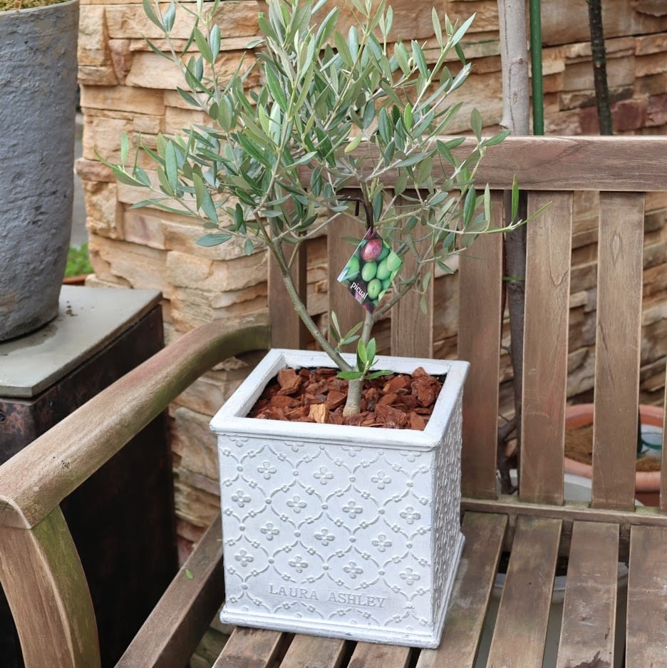 ローラアシュレイ ロンサールMサイズ 陶器鉢 ホワイト ガーデニング