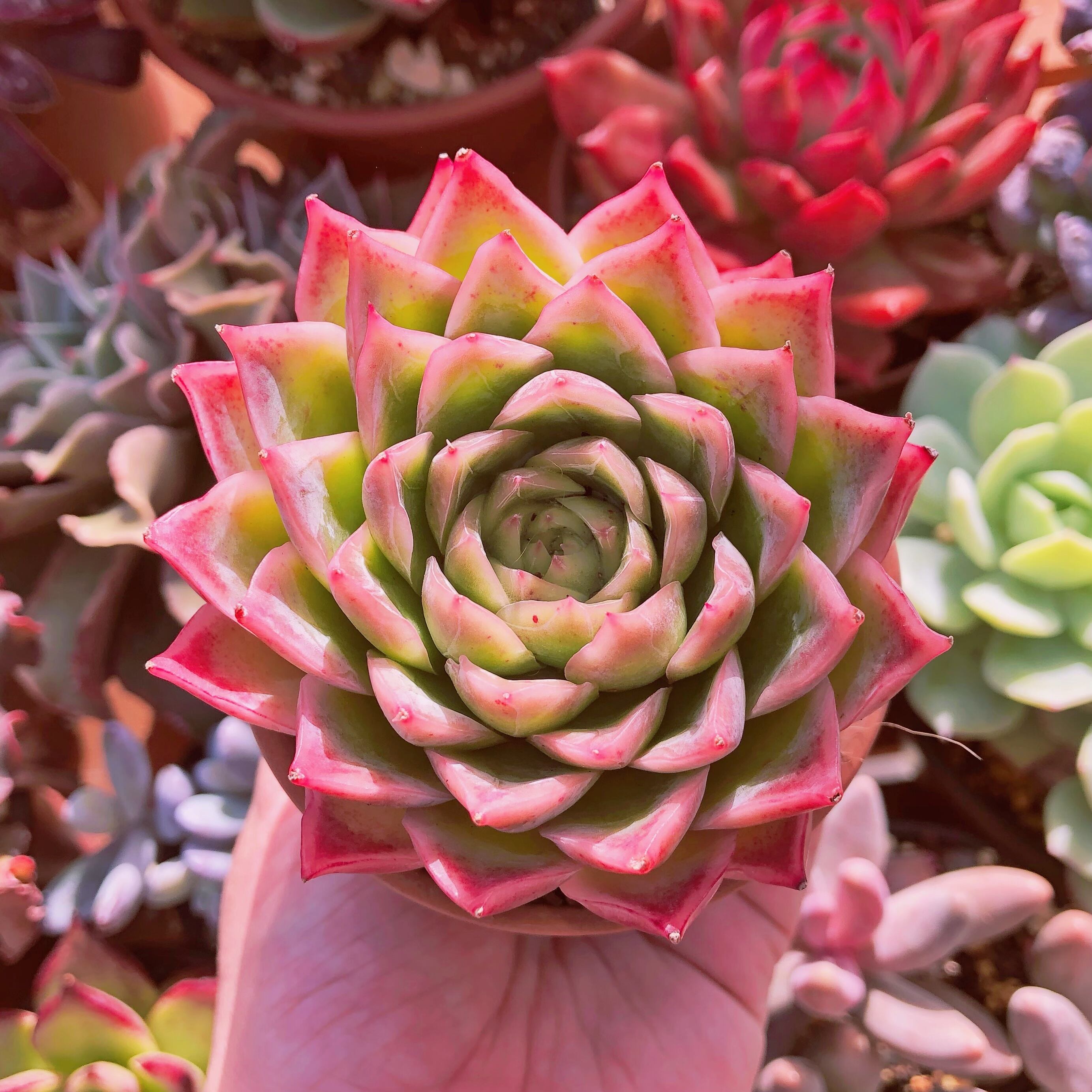 多肉植物　ダイアモンドクィーン　大苗
