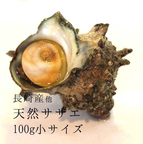 天然活サザエ 中サイズ さざえ バーベキュー 100g 約1kg（10-11個）（豊洲直送）長崎 他　BBQ【サザエ１００ｇｘ１Ｋ】 冷蔵