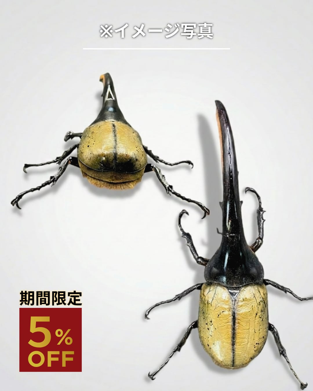 死着保証◯】160mm以上 ヘラクレスオオカブト 成虫 オス 【オプション