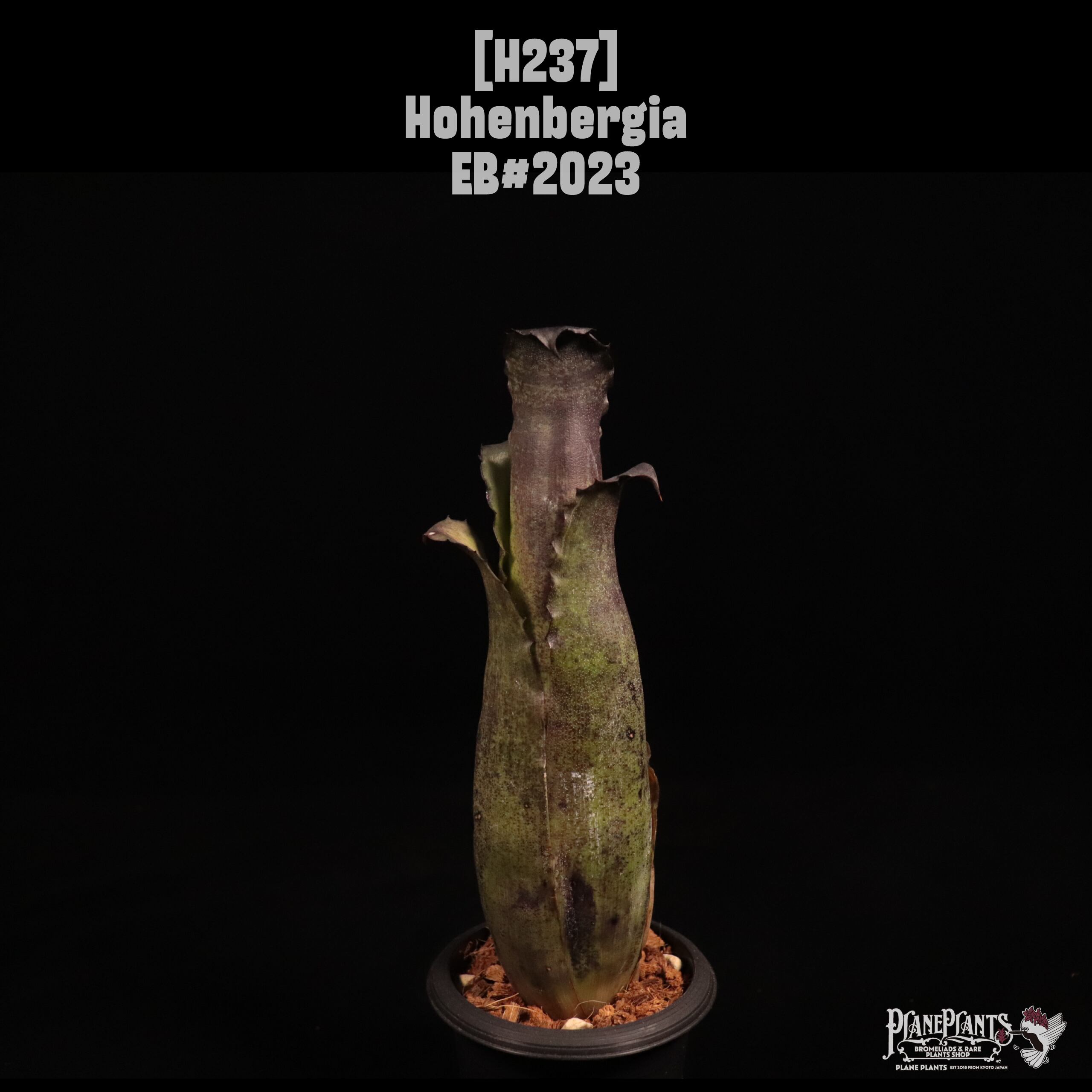 Hohenbergia EB#2023〔ホヘンベルギア〕H237