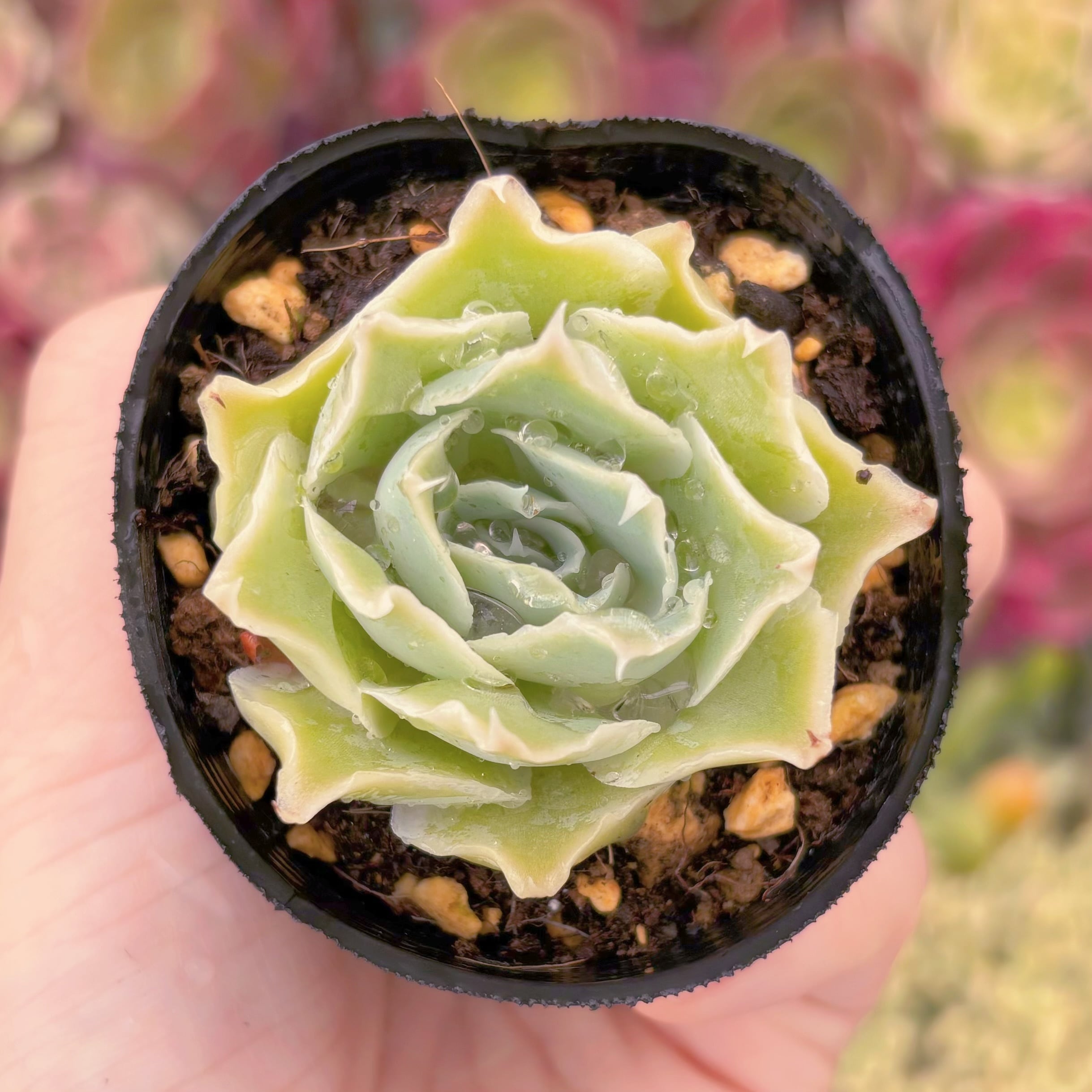 現品　シムランス#293　るる農園