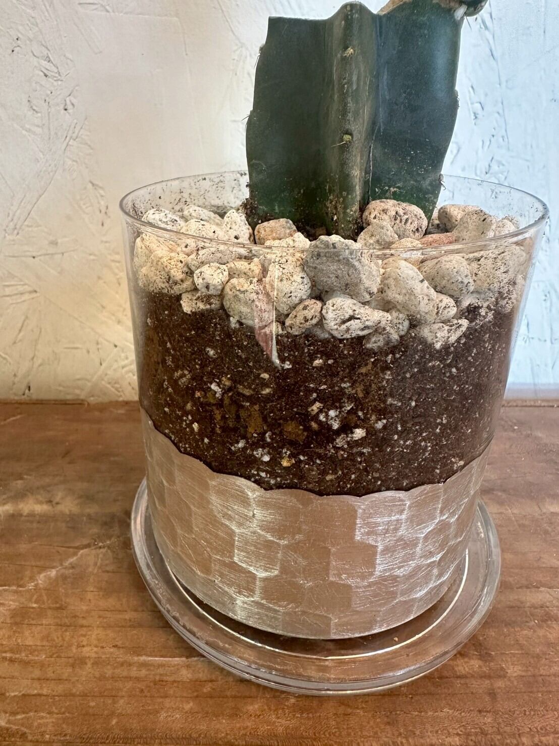 サボテン ミニ鬼面角付き【鉢付き】 | flowershop entto&grim online