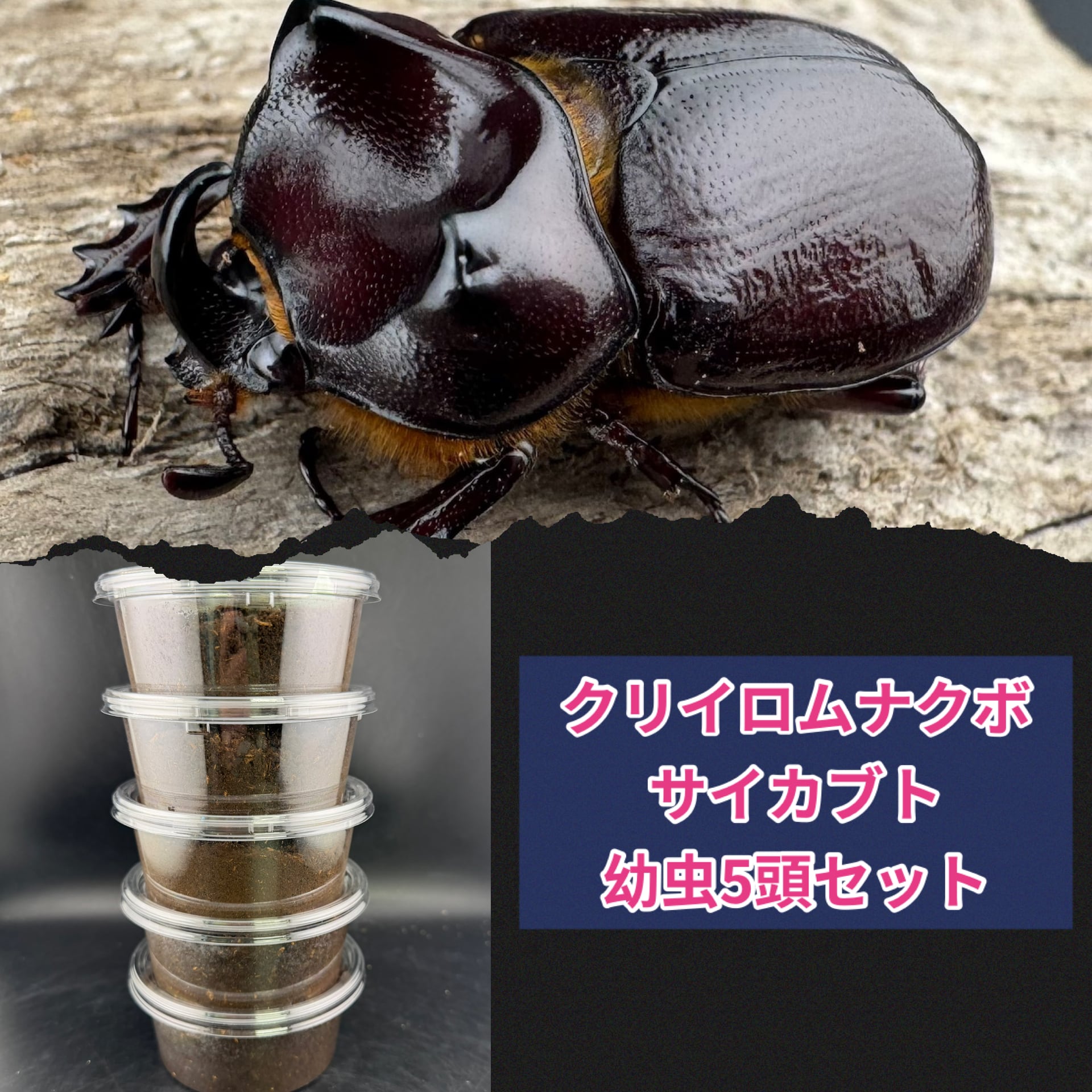 WF1】《クリイロムナコブサイカブト 幼虫5頭セット》 | KPW公式