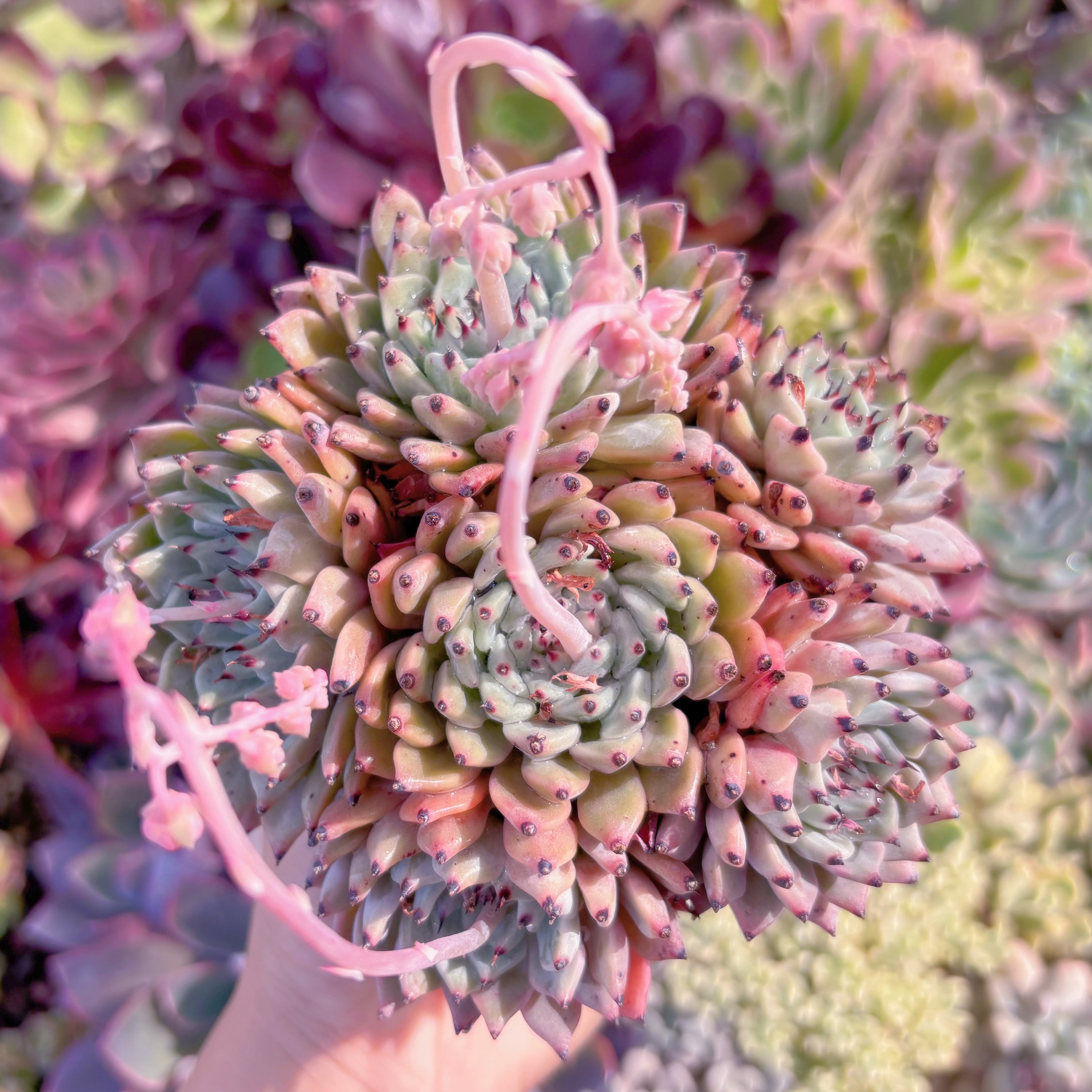 現品　ピンクザラゴーサ#341　群生　るる農園