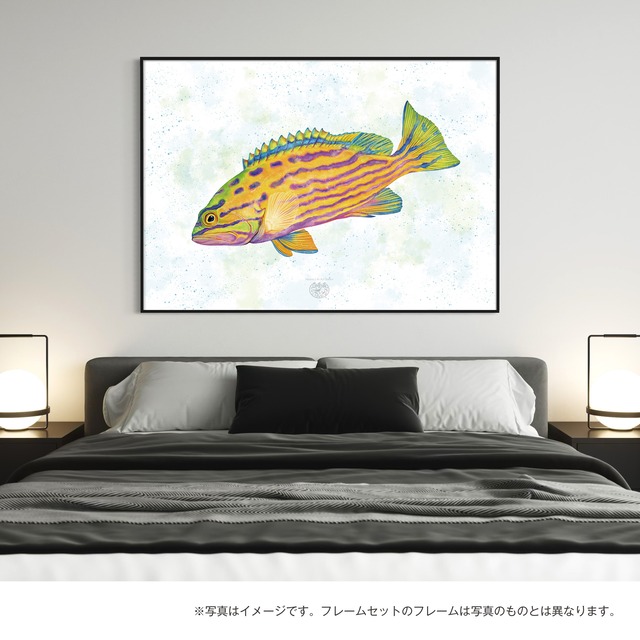 【海のいきものアートポスター／魚】ミナミハタ