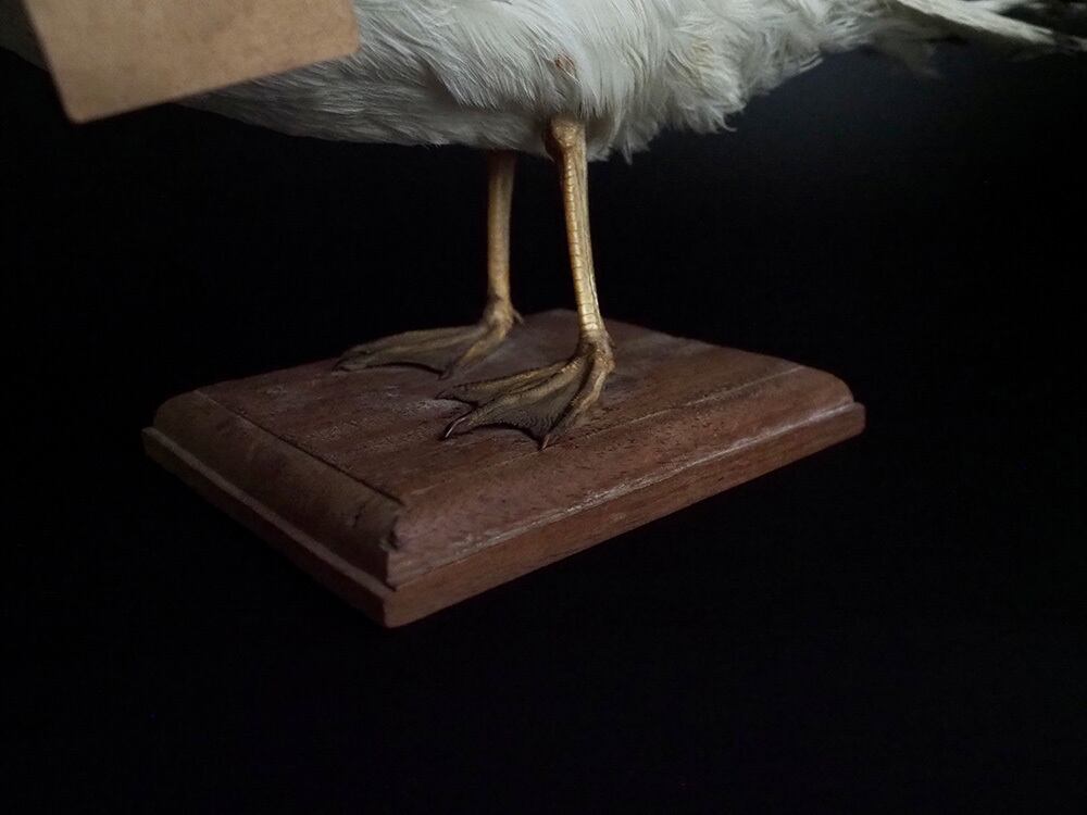 鳥の剥製 Mouette Ⅰ | antique Salon