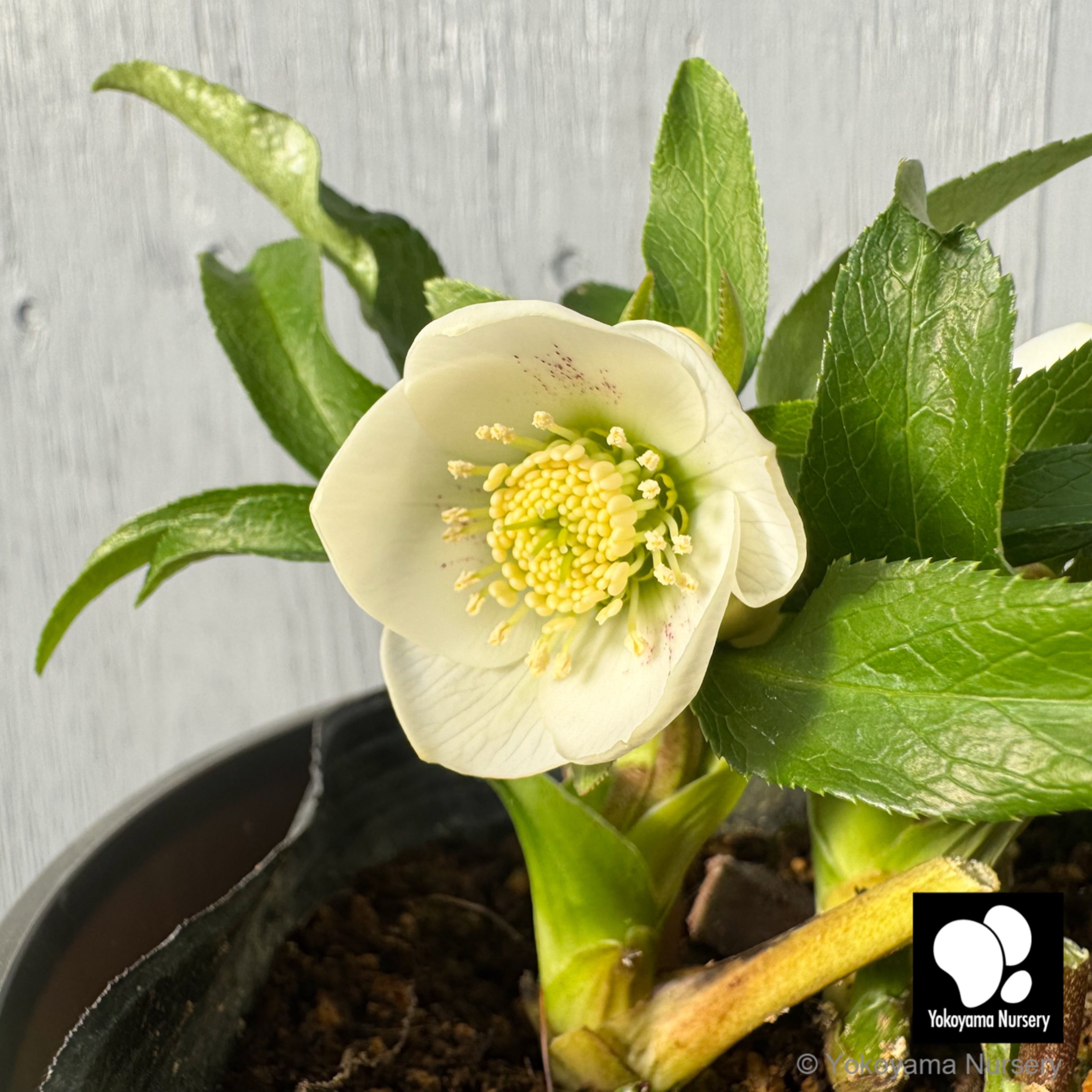 抽選販売】［12］ クリスマスローズ プチドール ホワイト スポット 4.5