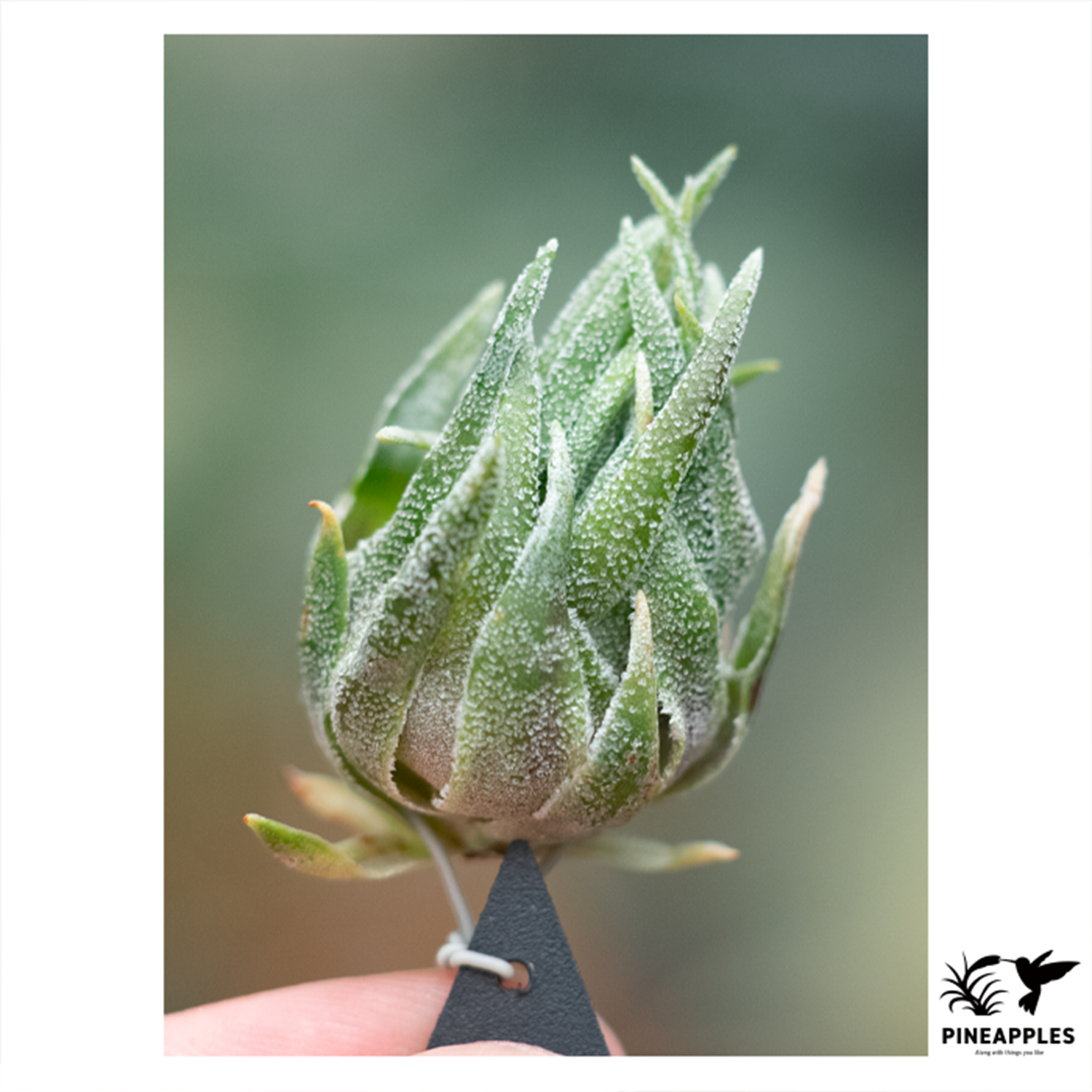 チランジア 'SPブラジル' Tillandsia species 'SP.Brazil