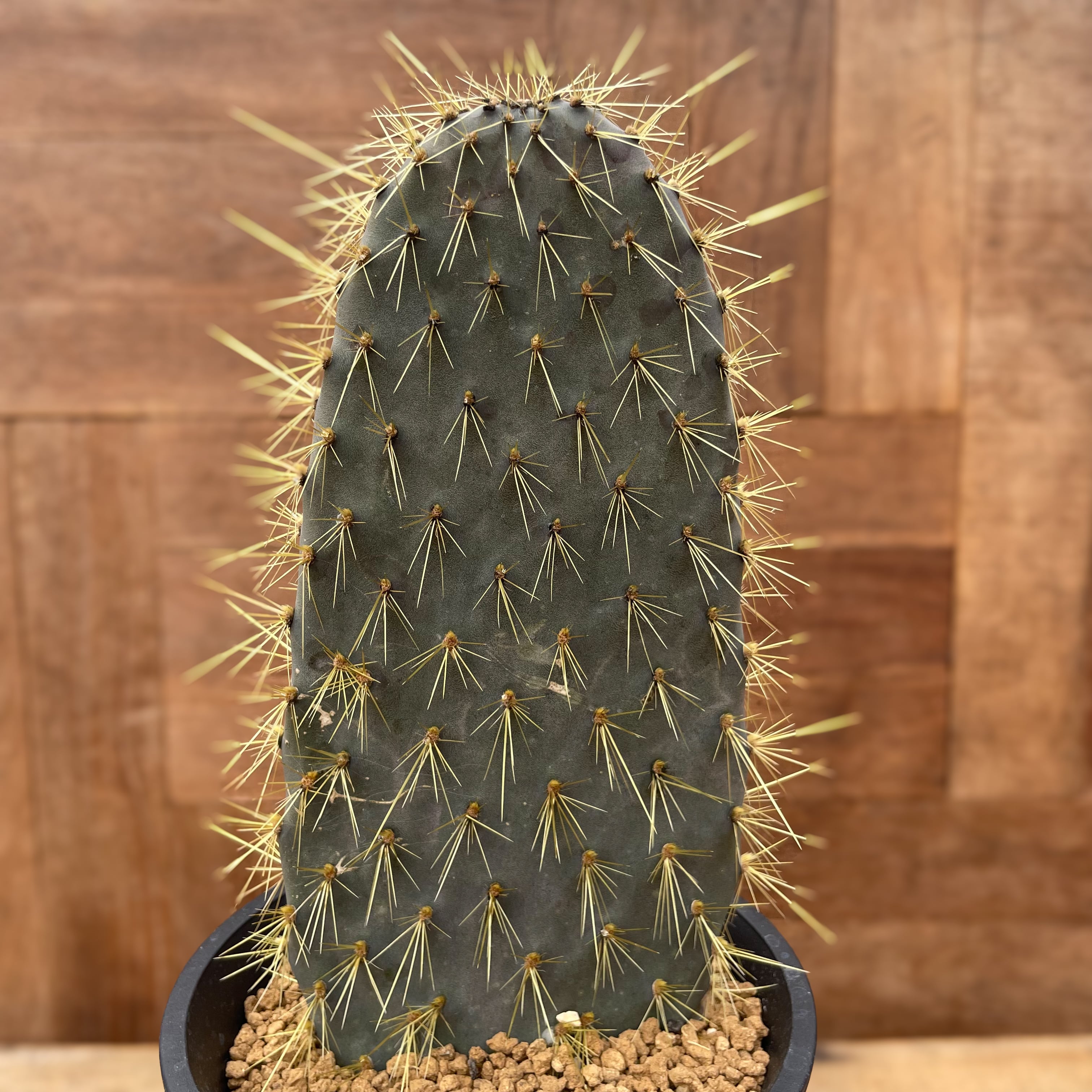 ガラパゴス団扇 黒肌白棘｜サボテン 【公式通販】