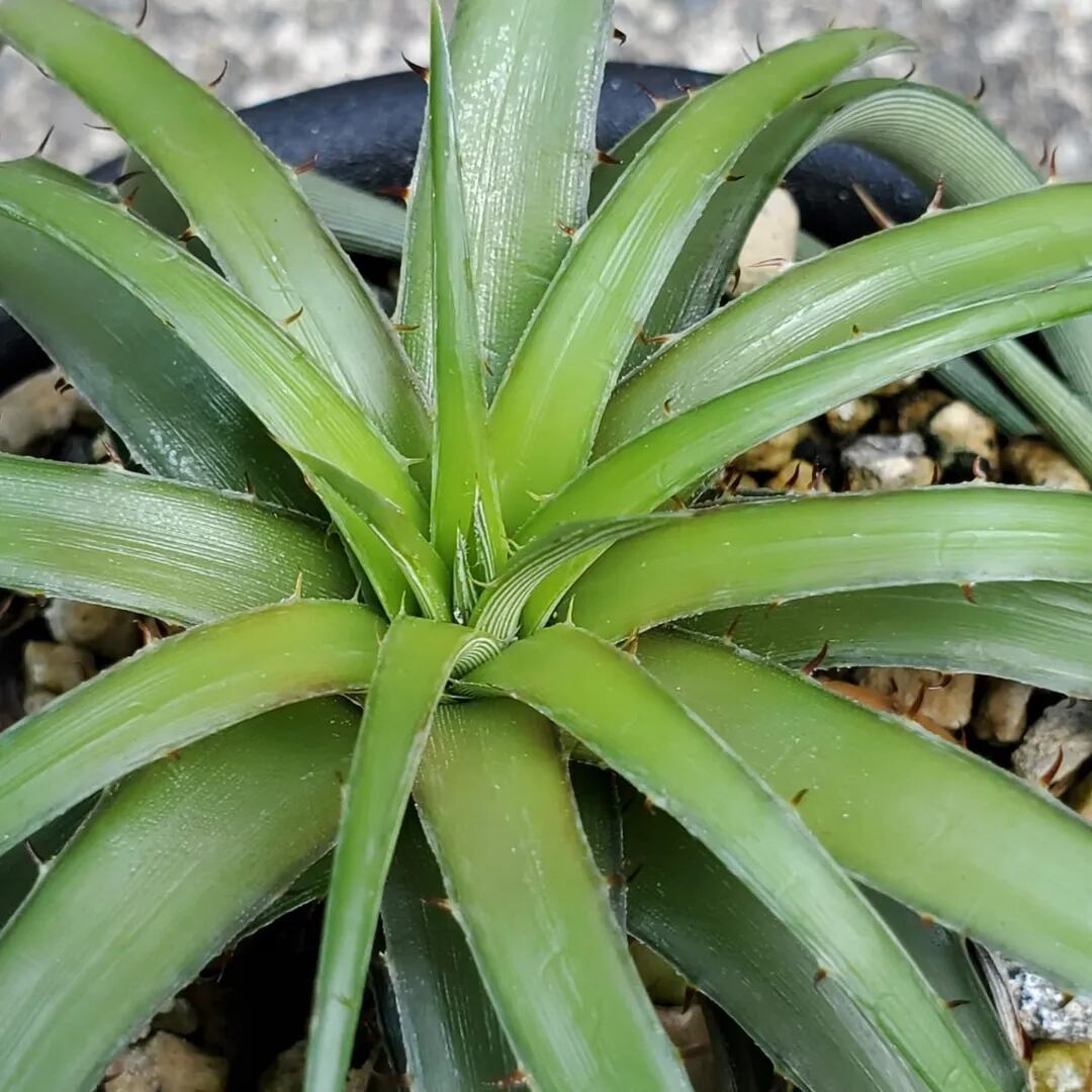 F00152_Dyckia rariflora：ディッキア・ラリフローラ（子株） | レア