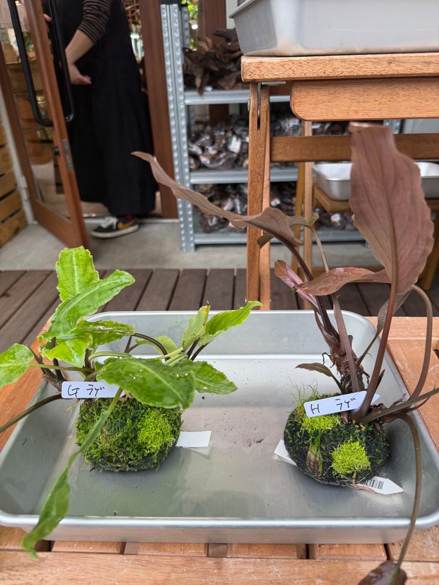 【ADA】9月26日分ADA侘び草ラゲナンドラMIX、G.Hの現物配送です！あかだまちゃん激推し水草の寄せ植えです。水中でも半水中でも楽しめます）