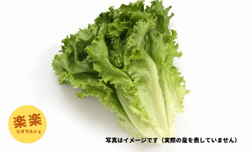 グリーンリーフレタス