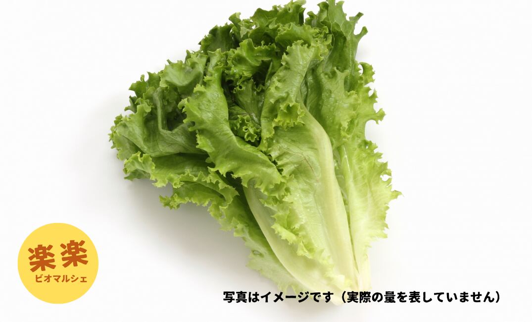 グリーンリーフレタス