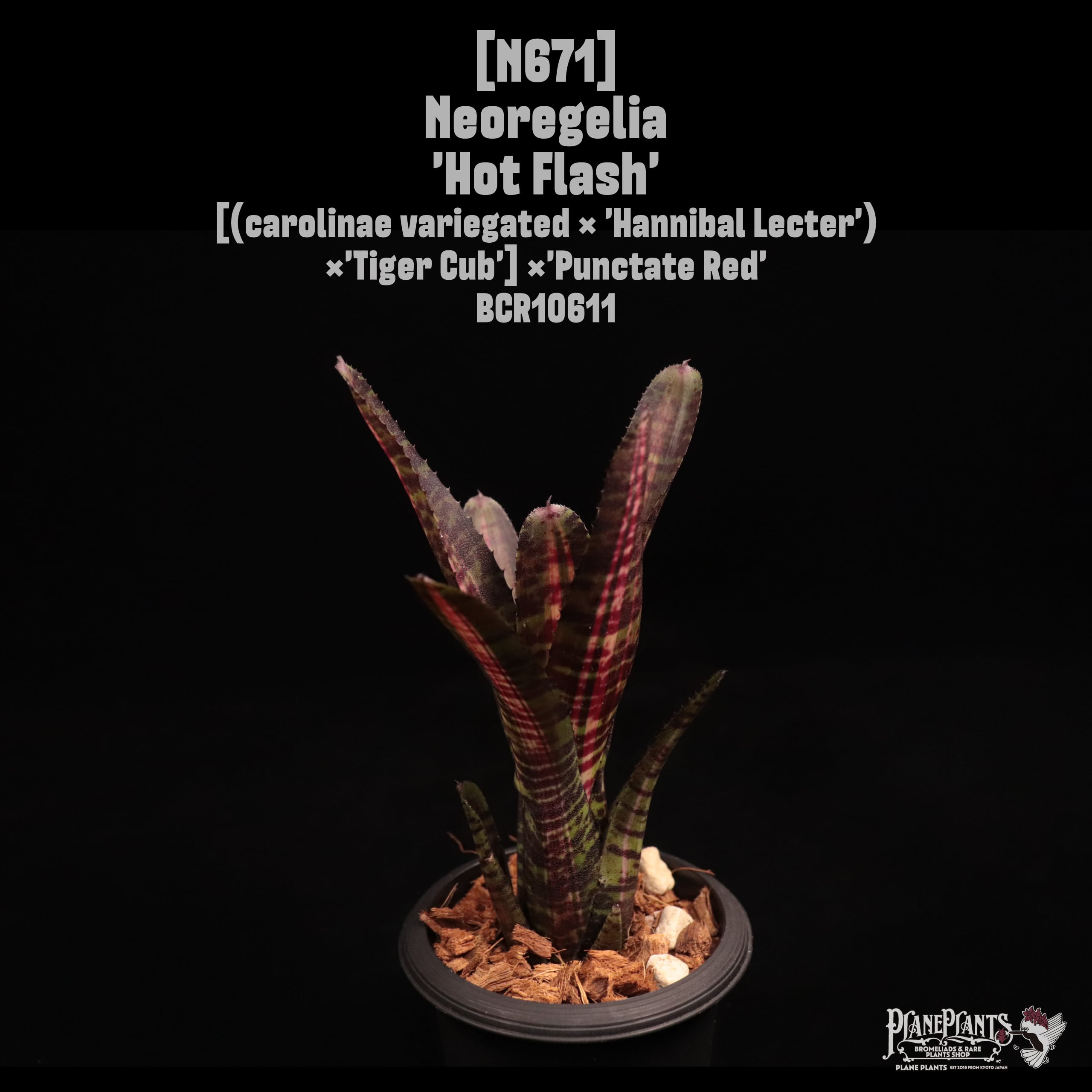Neoregelia 'Hot Flash'〔ネオレゲリア〕N671