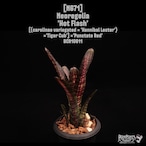 Neoregelia 'Hot Flash'〔ネオレゲリア〕N671