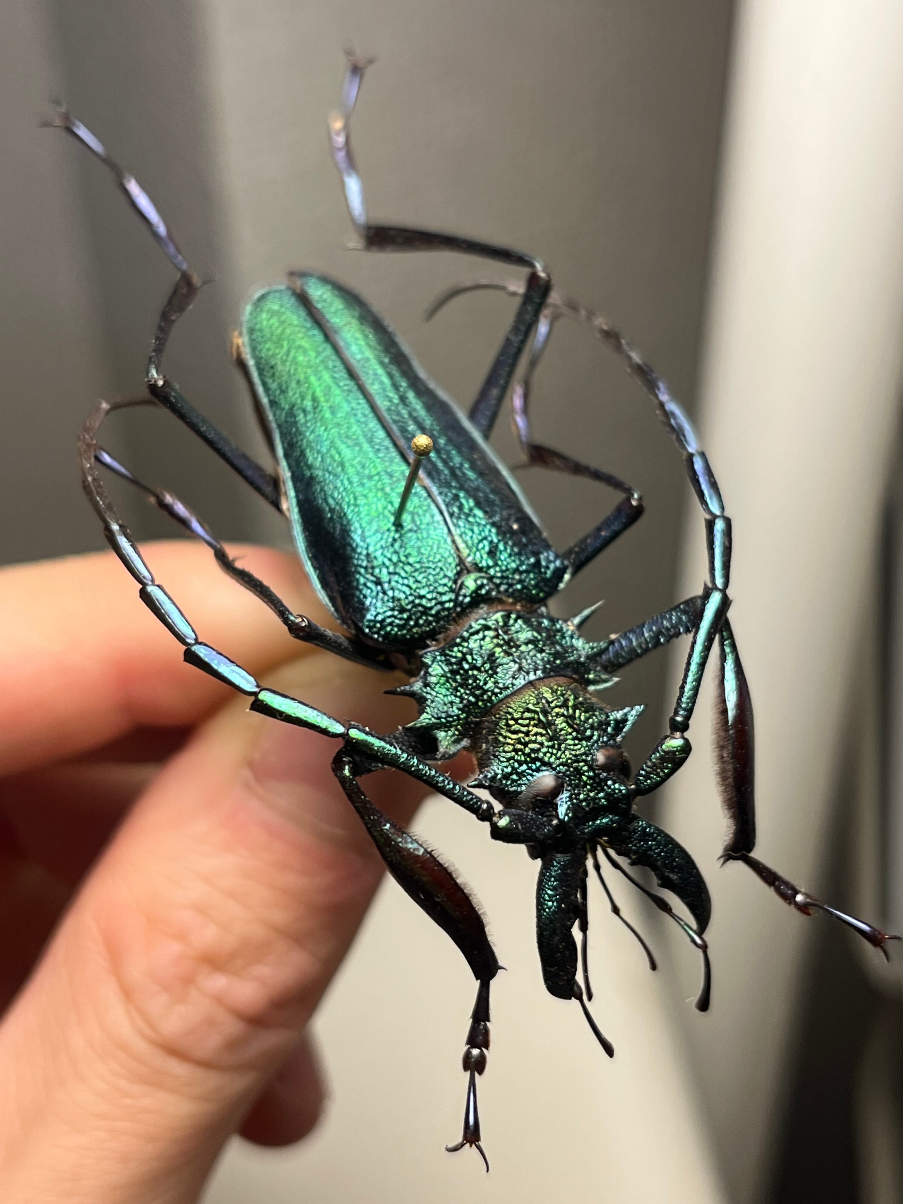 56mm】インカツノコガネ メキシコ産 昆虫標本 ハナムグリ 23mm】ワ