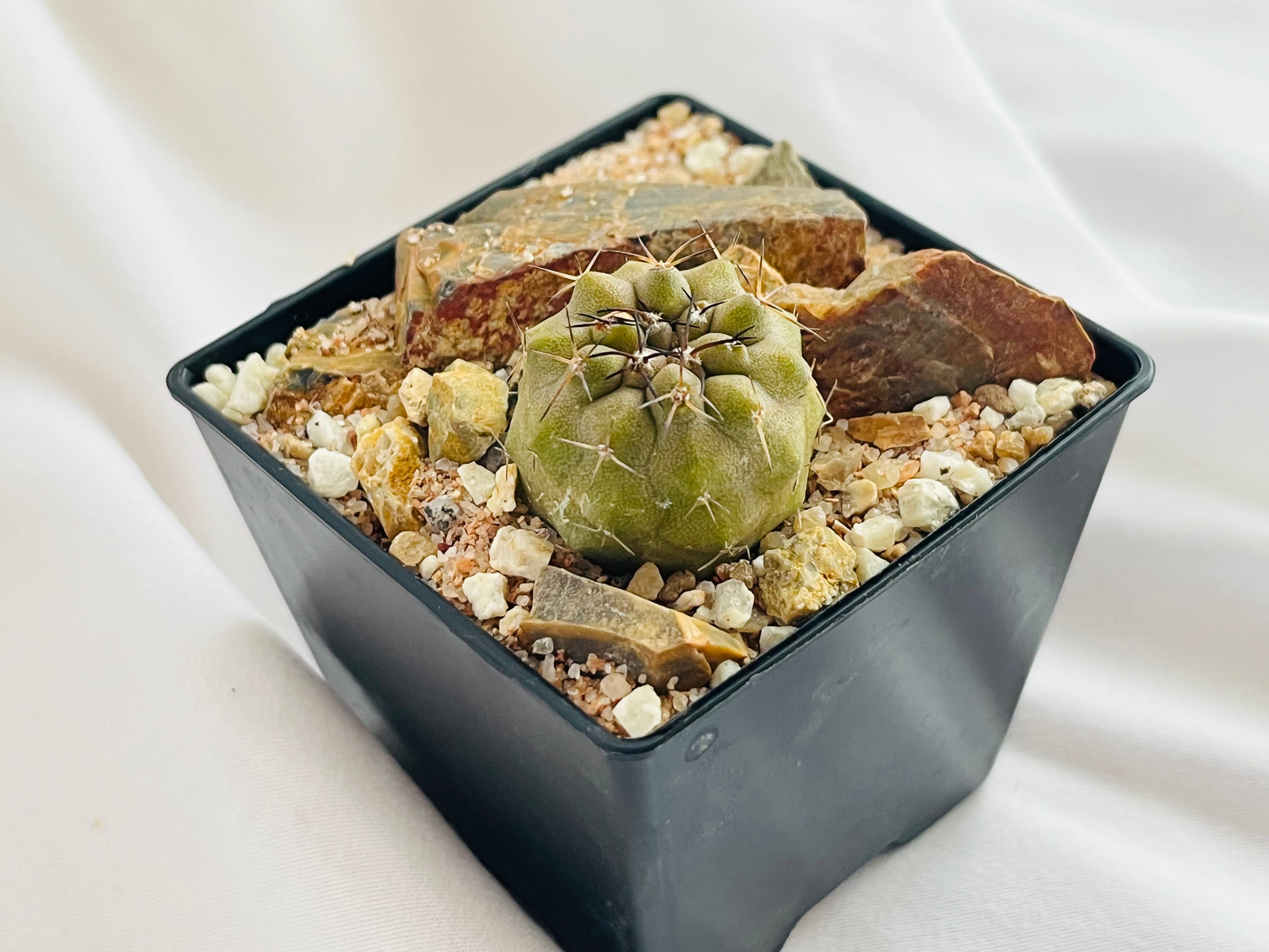Copiapoa cinerea var. columna-alba コピアポア コルムナアルバ 孤竜