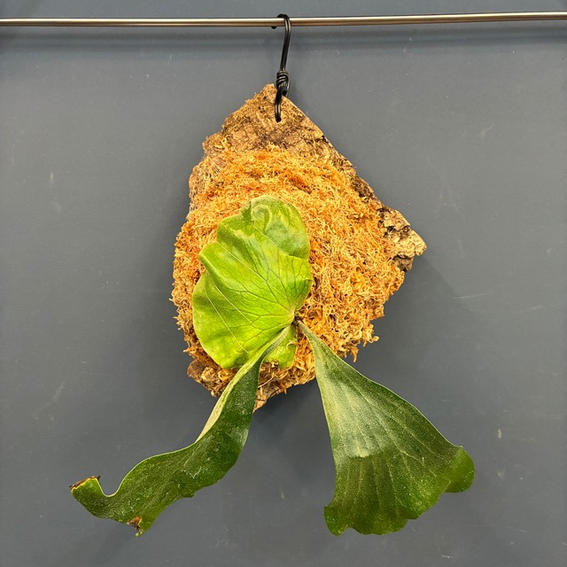 【10%OFF対象】ビカクシダ　Platycerium ellisii　板付（コルク）【891】