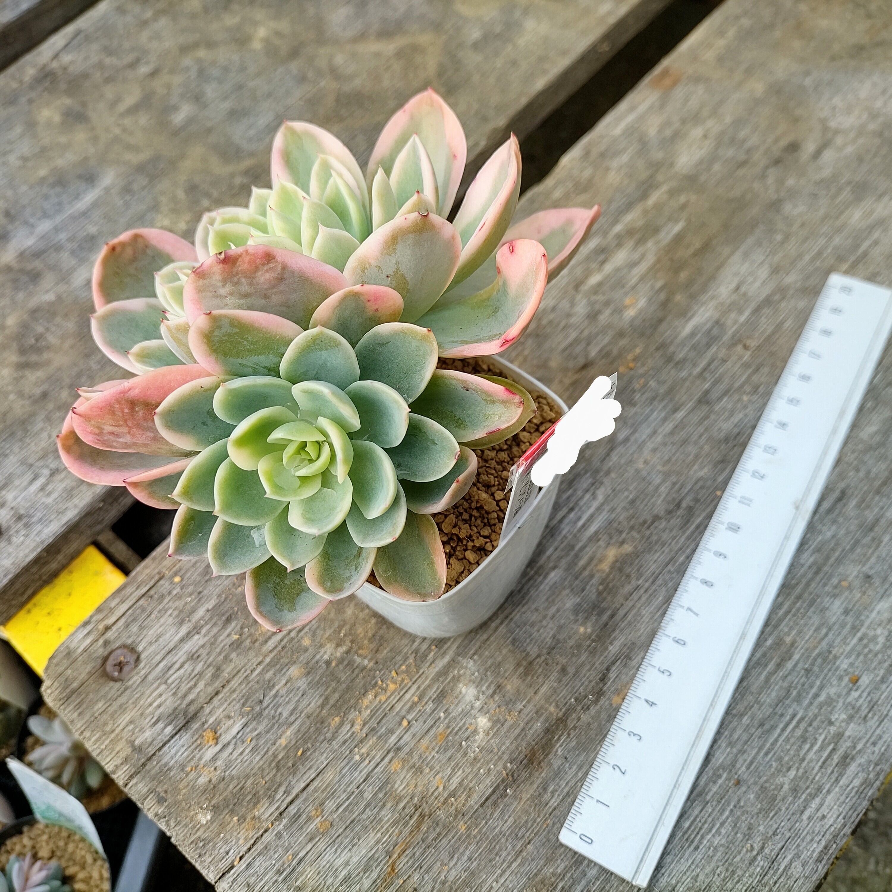 Tピンクベラ錦 | RuPo 多肉植物専門店