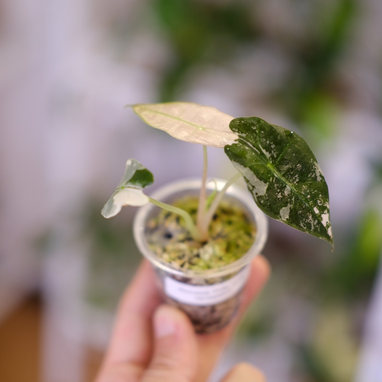 Alocasia Amazonica Polly Pink varigated③ / アロカシア アマゾニカ ポリー ピンク斑入 | 観葉植物