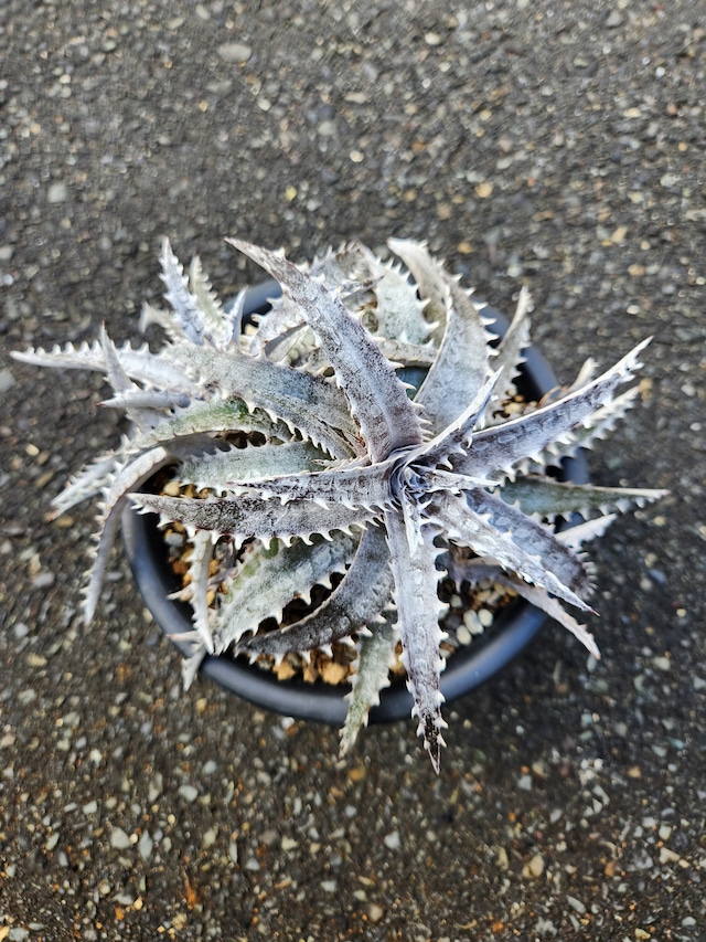 ディッキア・ブラックアイス dyckia  black ice