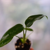 モンステラ バールマルクスフレーム / Monstera 'Burle Marx's Flame⑦