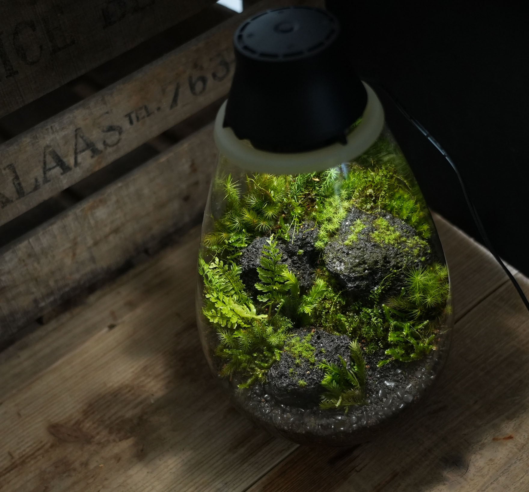 オーダー参考】苔むす溶岩石のある景色−Mosslight LED− | 苔